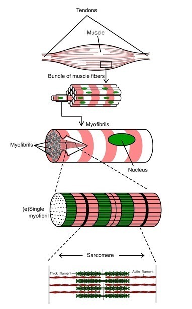 Myofibril